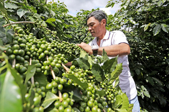 Làm gì để cà phê không còn xuất thô, bán rẻ?