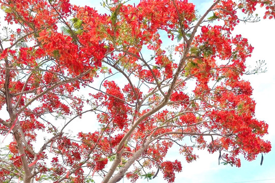 Hoa phượng nở gọi mùa hè về