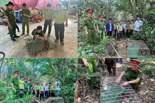 Triệt phá nhiều cơ sở kinh doanh động vật hoang dã và giải cứu các loài quý hiếm