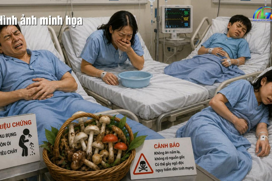 Cảnh báo ngộ độc nấm hái ở rừng thông