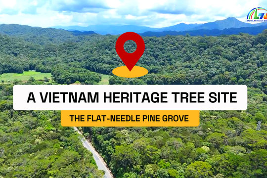 The flat-needle pine grove – A Vietnam heritage tree site