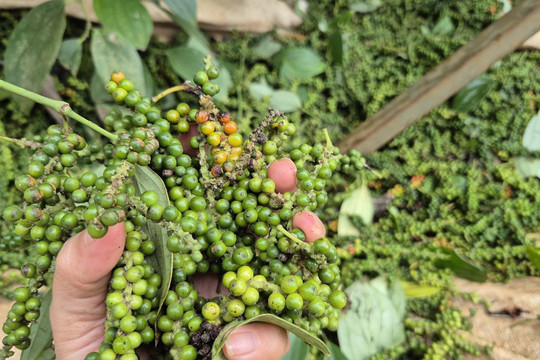 Giá tiêu hôm nay 9/6/2026: Đắk Lắk và Lâm Đồng dẫn đầu với 140.000 đồng/kg