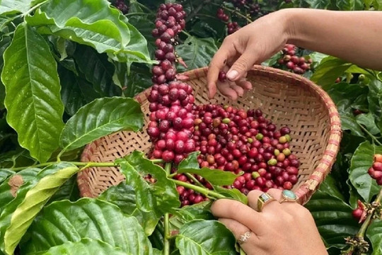 Giá cà phê hôm nay 10/6/2026: Thế giới đồng loạt giảm, trong nước vẫn quanh mức 85.500 đồng/kg