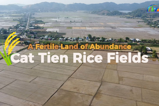 Cat Tien Rice Fields: A Fertile Land of Abundance
