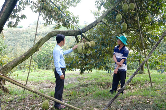 Sustainable Durian Development in Dam Rong