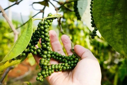 Giá tiêu hôm nay 11/6/2026: Duy trì ổn định, dao động 138.000 - 140.000 đồng/kg