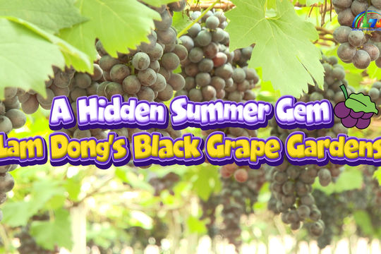 Admiring the Summer Black Grape Garden in Lam Dong