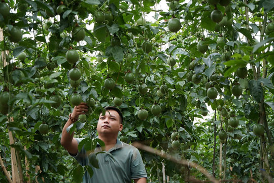 Nâng thu nhập, ổn định sinh kế cho đồng bào DTTS