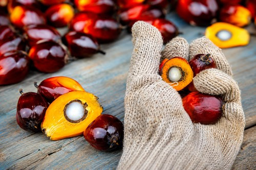 Giá dầu cọ thế giới hướng tới tuần tăng thứ tư, Indonesia siết chặt xuất khẩu