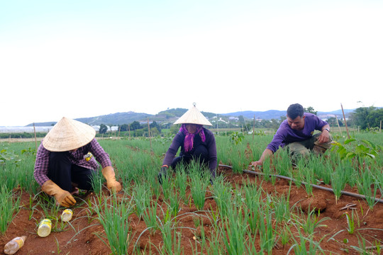 Ethnic Minority Communities Build Prosperity Through Farming
