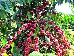 Giá cà phê hôm nay 15/6/2026: Trong nước áp sát 90.000 đồng/kg, thế giới bật tăng mạnh