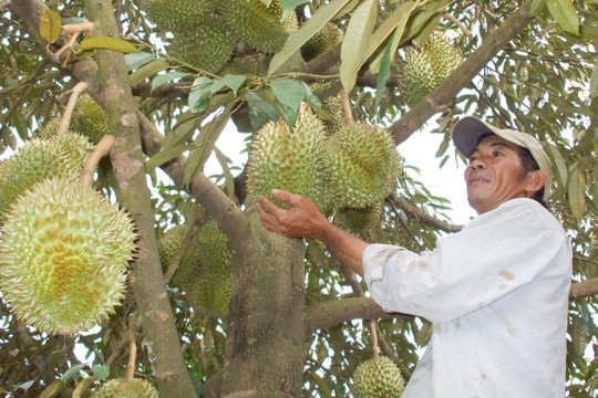 Mùa sầu riêng mới ở khu vực Đạ Huoai