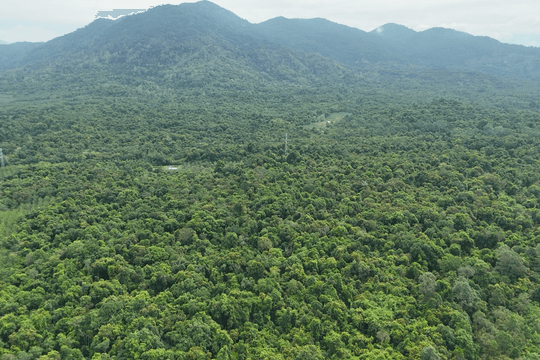 Lam Dong Determined to Protect Forests at the Source