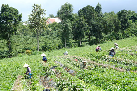 Khoai lang giống - Hướng làm giàu của nông dân Lâm Đồng