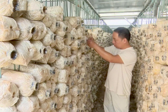 Mạnh dạn đổi mới để nâng cao thu nhập