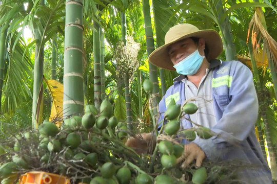 Cây cau xanh vỏ, “đỏ thương lái”?