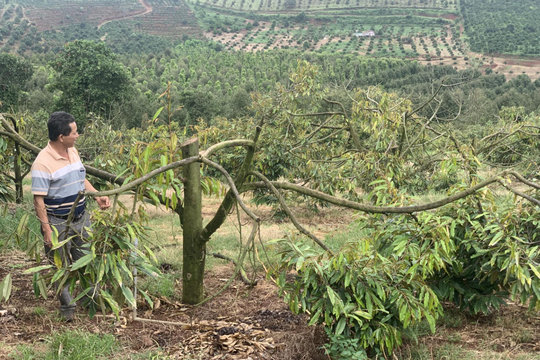 Hệ lụy của việc trồng sầu riêng theo phong trào