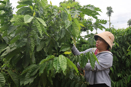Nữ trưởng buôn gieo niềm tin bằng hành động