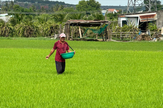 Vụ lúa hè thu có “thiên thời, địa lợi”