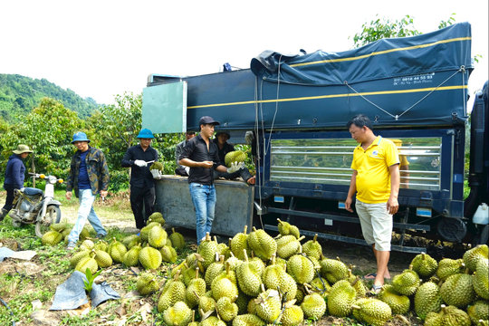 Bảo đảm an ninh trật tự mùa thu hoạch sầu riêng