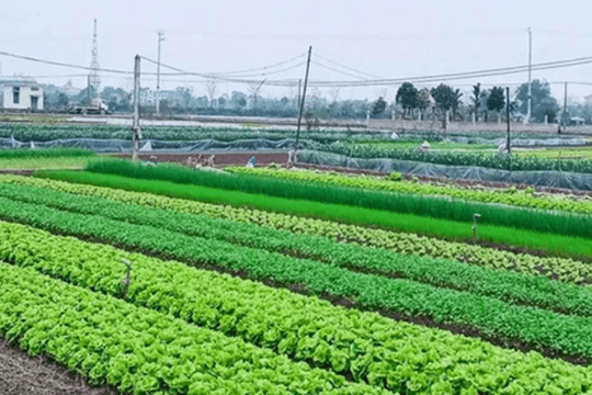 Đất nông nghiệp hết hạn: khi nào được gia hạn, khi nào bị thu hồi?