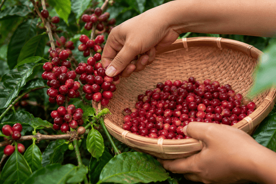 Giá cà phê hôm nay 8/7/2026 bật tăng gần 4.000 đồng/kg, Tây Nguyên trở lại vùng 97.000 đồng/kg