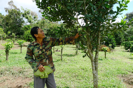 Đa dạng cây trồng để chia sẻ rủi ro về giá