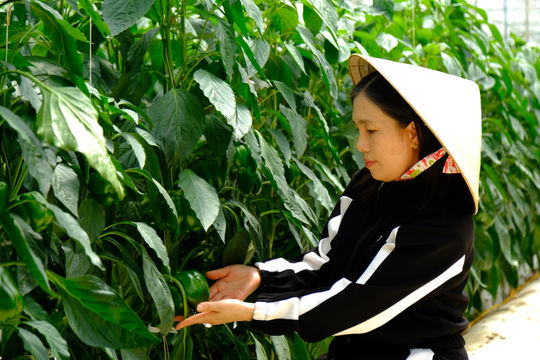 Working Together, Growing Together: Farmer Cooperatives Drive Rural Development in Lam Dong