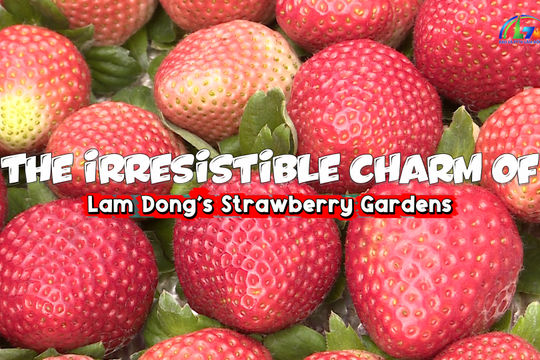 The Irresistible Charm of Lam Dong’s Strawberry Gardens