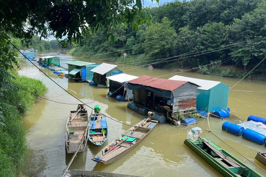 “Sâm nước” sông La Ngà