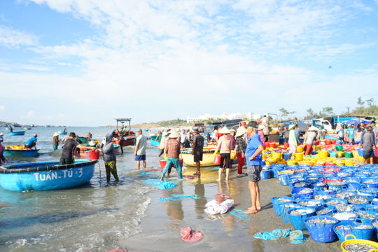 Theo mùa cá bạc về làng chài