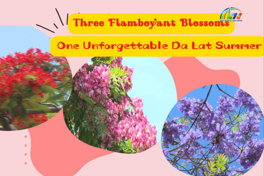 Three Flamboyant Blossoms, One Unforgettable Da Lat Summer