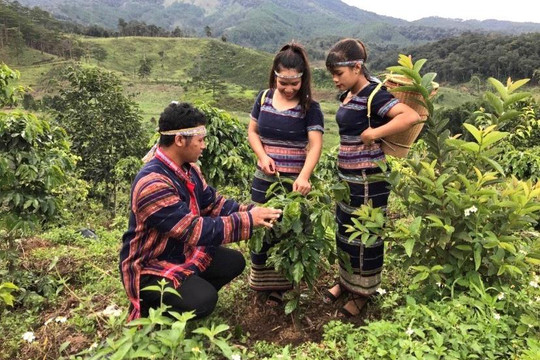 Lam Dong Completes Coffee and Rubber Farm Data to Meet EUDR Requirements