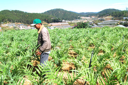 Harnessing the Comparative Advantages of Medicinal Plants