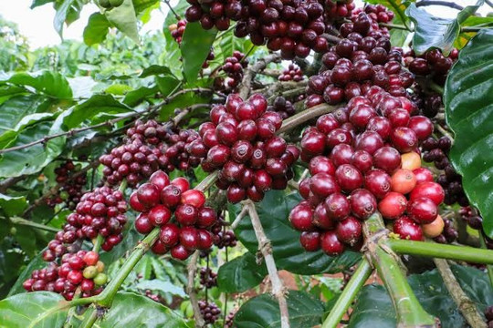 Giá cà phê hôm nay 15/7/2026: Tây Nguyên giảm 200 đồng, robusta tháng 11 rơi dưới 3.800 USD/tấn