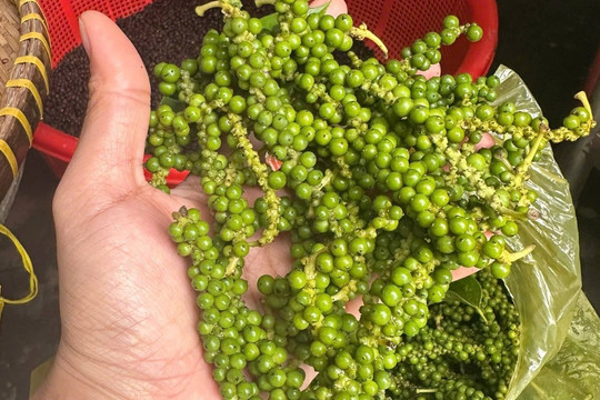 Giá tiêu hôm nay 15/7/2026: Tăng tới 3.000 đồng, cao nhất trở lại 140.000 đồng/kg