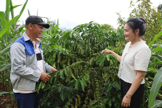 Cư Jút tạo đà tăng trưởng, hướng tới mục tiêu phát triển bền vững