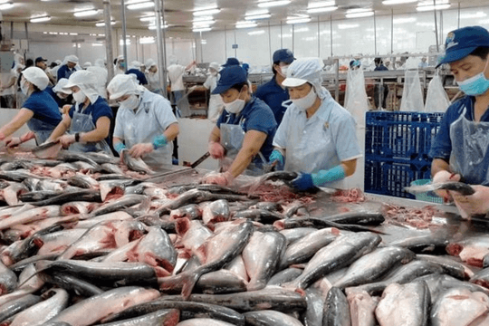 Tối ưu tỷ lệ thu hồi thịt cá đang trở thành ưu tiên của nhiều cơ sở sản xuất