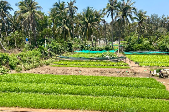 Rau xanh trên đảo Phú Quý