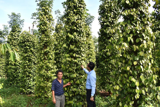 Bảo vệ “sức khỏe” đất trồng tiêu
