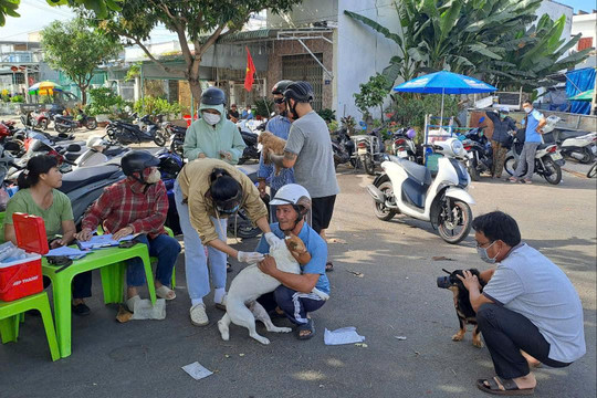 Lâm Đồng phấn đấu tiêm phòng dại đàn chó, mèo đạt 70% trước 31/8