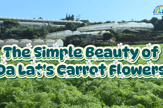 The Simple Beauty of Da Lat's Carrot Flowers