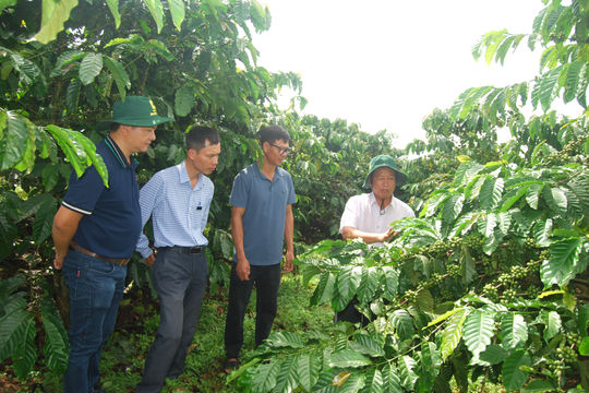 Định hình lại ngành cà phê vối