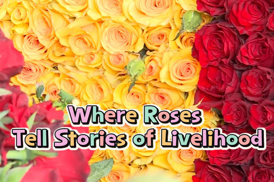 Where Roses Tell Stories of Livelihood