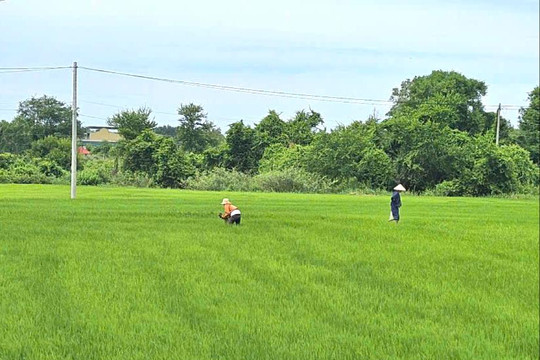 Hàm Thắng hướng đến nông nghiệp hàng hóa