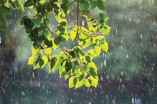 Dự báo, cảnh báo xu thế mưa dông trên đất liền từ 28/07/2026 đến 07/08/2026