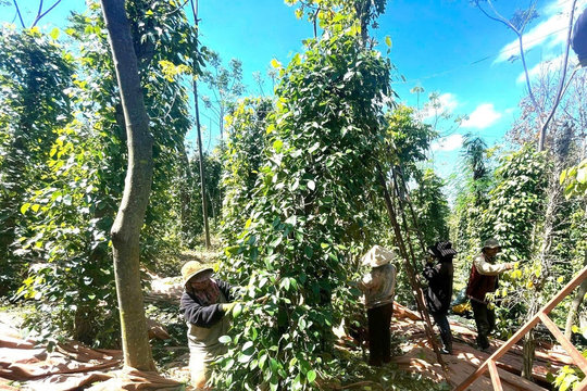 Giá tiêu hôm nay 29/7/2026: Đi ngang trên diện rộng, Lâm Đồng cao nhất 142.000 đồng/kg