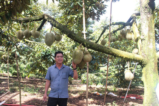 Để những mùa sầu riêng cho năng suất, chất lượng
