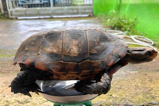 Người dân Lâm Đồng giao nộp rùa núi vàng quý hiếm