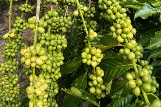Giá cà phê hôm nay 3/8/2026: Tây Nguyên giảm nhẹ, Arabica tăng gần 6% trong tuần